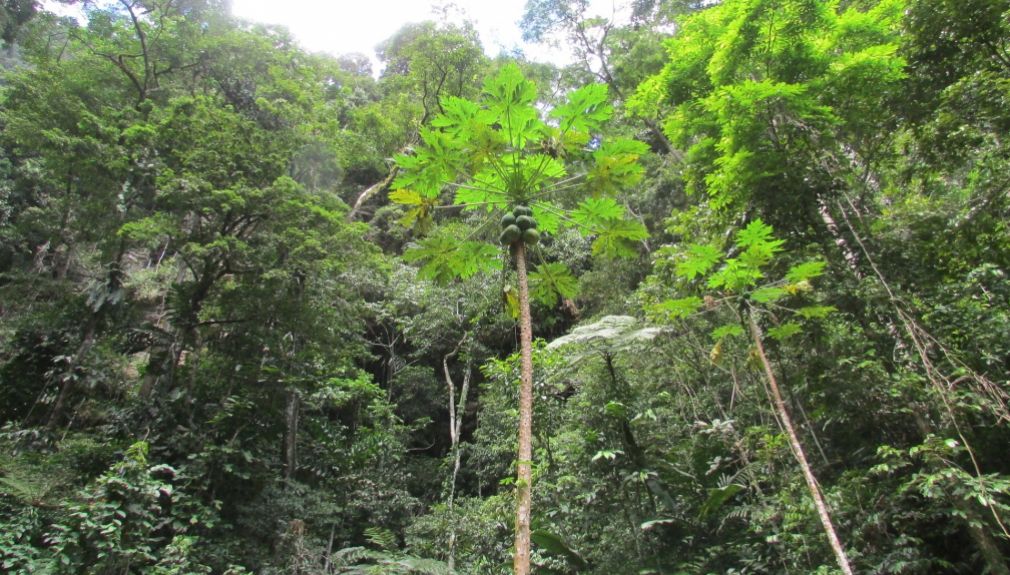 Enduro-Tour Chachapoyas & Amazonas südamerika, peru, motorrad, motorradreisen, touren, gruppenreise, rundfahrten, yamaha, preiswert, günstig, wüste, regenwald, pazifik, anden, Lima, Barranca, Huaraz, Huanchaco, Cajamarca, Leymebamba, Chachapoyas, Cocachimba, Moyobamba, Yurimaguas, Tarapoto