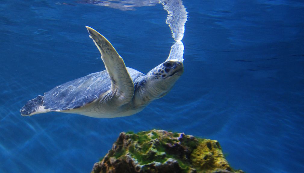 Motorradtour, USA, California Dreaming, Harley Davidson Big, Twin Adventure, Westküste, monterey