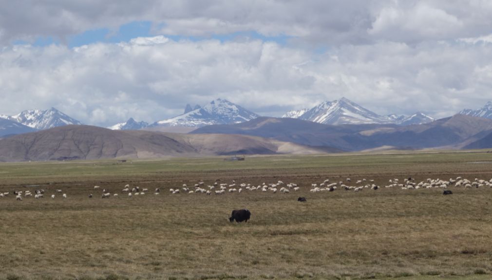 tibet, china, motorradreisen, touren, gruppenreise, preiswert, günstig, Chengdu, Lhasa, Tsedang, Gyantse, shelkar, Tingri, kailash, guge, Everest, saga, zanda, darchen, nepal, gyrong, kathmandu, Zuthulphuk, Dirapuk,  
