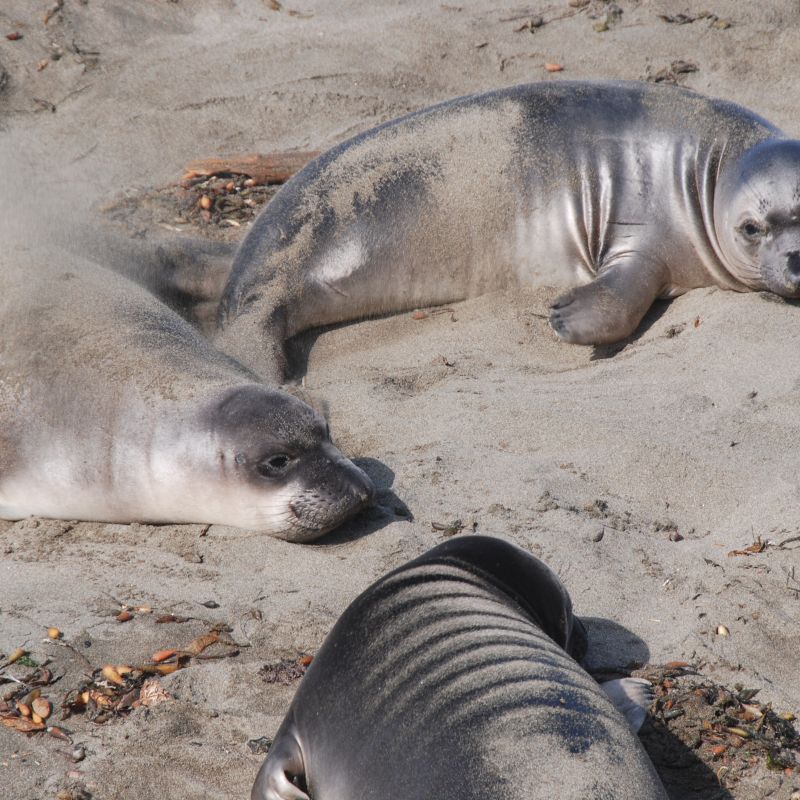 Motorradtour, USA, California Dreaming, Harley Davidson Big, Twin Adventure, Westküste