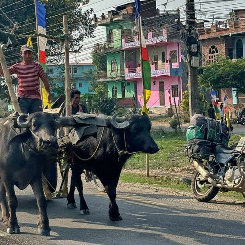 Enfield-Tour Nepal Extralarge himalaya, nepal, motorrad, motorradreisen, touren, gruppenreise, rundfahrten, enfield, preiswert, günstig, Kathmandu, Gorkha, Pokhara, Annapurna, Beni, Mugling, Bandipur, Tatopani, Muktinath, Baglung, Lumbini, Bardibas, Tansen, Terai, Chitwan, Bhaktapur,